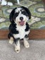 Magnolia (F1 Mini Bernedoodle )