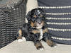 Ace- (Mini Bernedoodle Pending puppy picks )