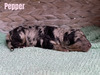 Pepper (Female-F1B Mini Aussiedoodle)