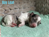 Bay Leaf (Male-F1B mini Aussiedoodle )