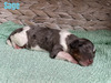 Sage (Male-F1B mini Aussiedoodle)