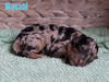 Wasabi (Male-F1B Mini Aussiedoodle )