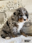 Bogey (Mini Bernedoodle -pending puppy picks )