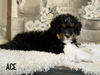 Ace- (Mini Bernedoodle Pending puppy picks )