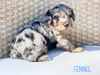 Fennel (Male-F1B mini Aussiedoodle )