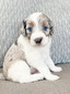 Bay Leaf (Male-F1B mini Aussiedoodle )
