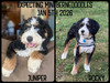 Juniper (F1 mini Bernedoodle)
