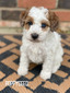 Poppyseed (Female-F1B Mini Aussiedoodle )
