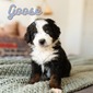 Goose (Mini Australian Mountain Doodle  )
