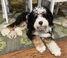 Rocky-multigenerational mini Bernedoodle