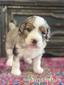 Sugarplum-mini Bernedoodle (Pending puppy picks )