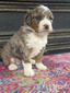 Blizzard-mini Bernedoodle  (Pending puppy picks )