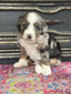Twig (Mini Bernedoodle )
