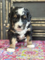 Icelyn -mini Bernedoodle  (Available )