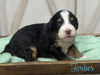 Timber (Mini Bernedoodle-pending puppy picks )
