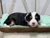 Aurora (Mini Bernedoodle-pending puppy picks )