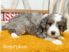 Sugarplum-mini Bernedoodle  (Pending puppy picks )