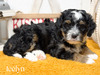 Icelyn -mini Bernedoodle (Available )