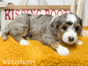 Winterberry-mini Bernedoodle  (Pending puppy picks )