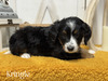 Kringle-mini Bernedoodle  (Available )