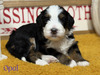 Opal (Mini Bernedoodle-pending puppy picks )