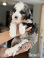 Tinsel-mini Bernedoodle 25-40lbs (Available  1-Blue eye)