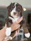 Faith- Available  (Micro Mini Bernedoodle -)