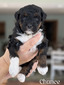 Chance- micro mini Bernedoodle (Available 15-25lbs)