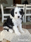 Frostbite- mini Bernedoodle 25-40 (Available )