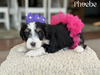 Phoebe (Mini Bernedoodle- available )