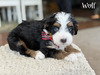 Wolf (Mini Bernedoodle -pending puppy picks )