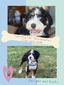 Juniper (F1 mini Bernedoodle)