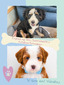 Willow (Ultra Mini Bernedoodle (67% Bernease)