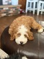 Whiskey (Ultra Bernedoodle with ALX4 Blue eye gene )