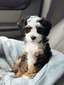 Echo (Mini Bernedoodle)