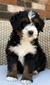 Eloise (Ultra Bernedoodle )