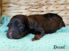 Decaf (Mini F1B Aussiedoodle)