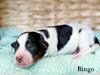 Bingo (Mini F1B Aussiedoodle)