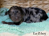 La-Z-boy (Mini F1B Aussiedoodle)