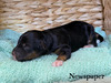 Newspaper (Mini F1B Aussiedoodle)
