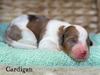 Cardigan (Mini F1B Aussiedoodle)
