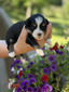 Teal (Mini Aussie Mountain Doodle )