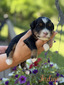 Indigo (Mini Aussie Mountain Doodle )