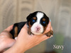 Navy (Mini Aussie Mountain Doodle )