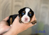 Cobalt (Mini Aussie Mountain Doodle )