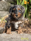 Sunny (Mini F1B  Aussiedoodle)