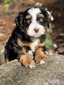 Navy (Mini Aussie Mountain Doodle )