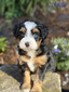 Cobalt (Mini Aussie Mountain Doodle )