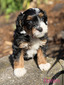 Denim (Mini Aussie Mountain Doodle )