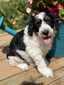Bingo (Mini F1B Aussiedoodle)